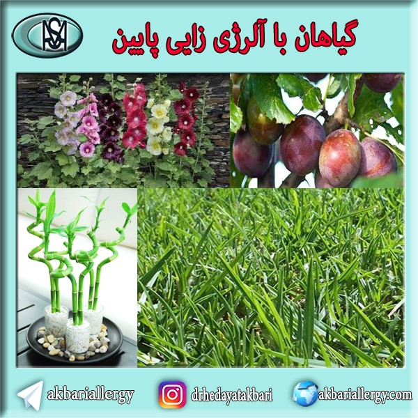 گیاهان با آلرژی زایی پایین